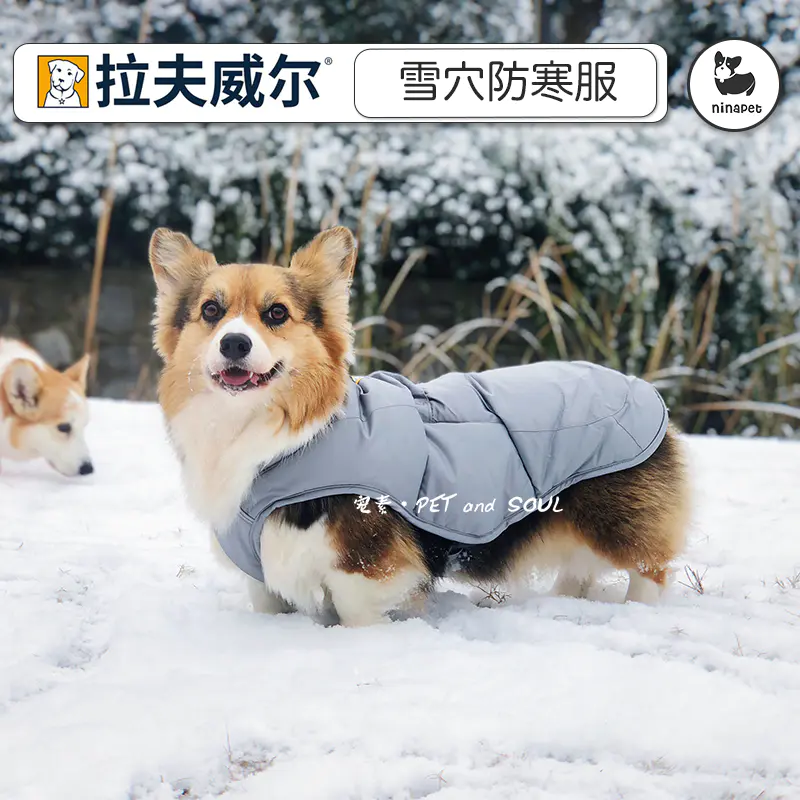 居間しゃがむ言う犬雪服 Chichibuno Soba Com