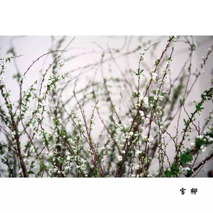 雪柳怎么养,雪柳,雪柳花(第3页)_大山谷图库