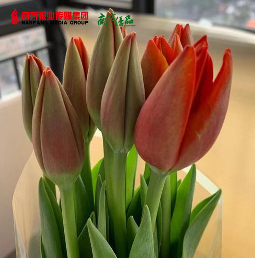 【4号提货】橙色郁金香 10支/扎 商品图2