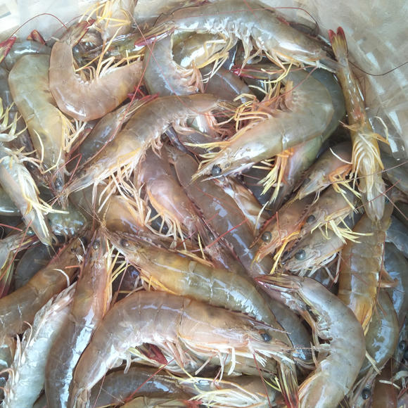虎门麻虾,小虎麻虾,麻虾(第10页)_大山谷图库