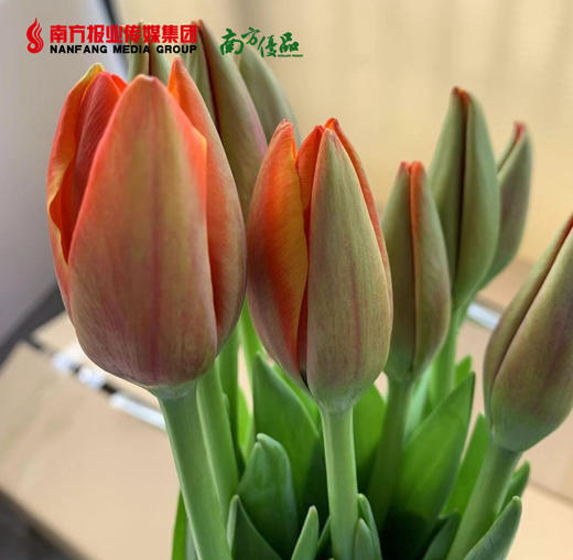 【4号提货】橙色郁金香 10支/扎 商品图1