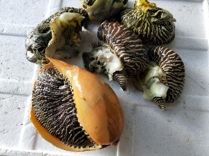 活冻野生大黄螺.福建省内满200包邮,省外补拍运费差价,咨询客服