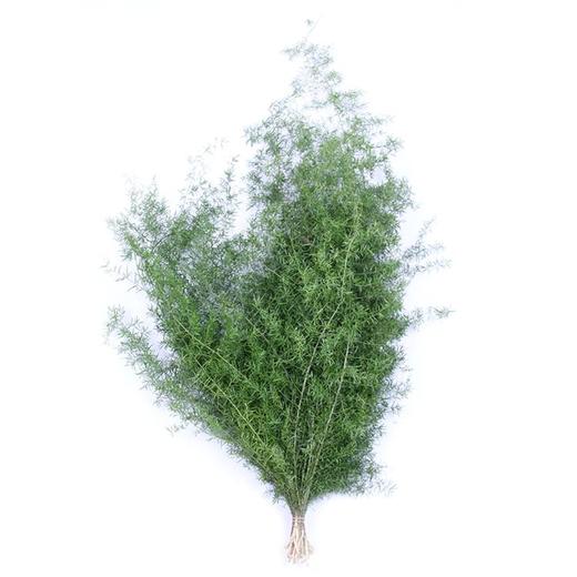 天门冬 商品图0