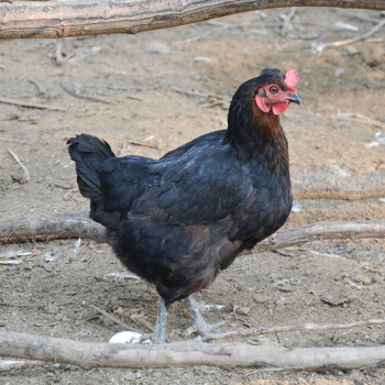 百年栗园 散养老母鸡 净膛无内脏