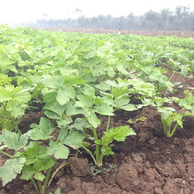 生态香芹 | 绿家自产*Ecological Sheep's-parsley | In-House Production