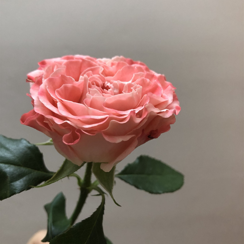 fairflow小仙女肯尼亚多头玫瑰5支