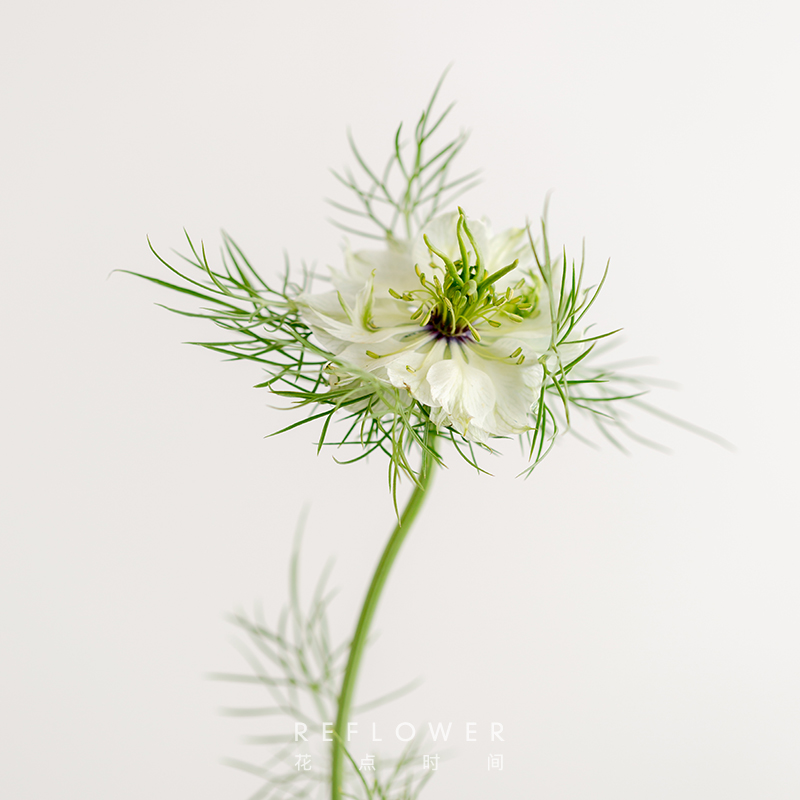 「黑种草」| 5枝,白色,蓝色2色可选