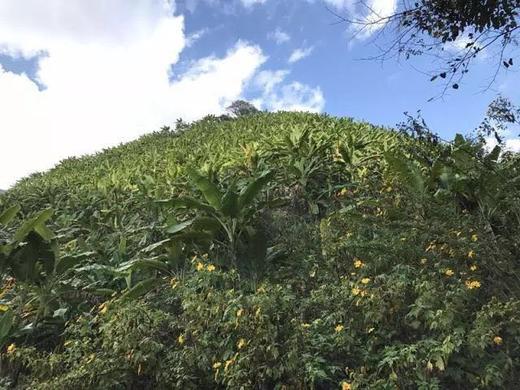 【产地直发包邮】云南柠檬君—老实芭蕉（一周2次发货） 商品图5