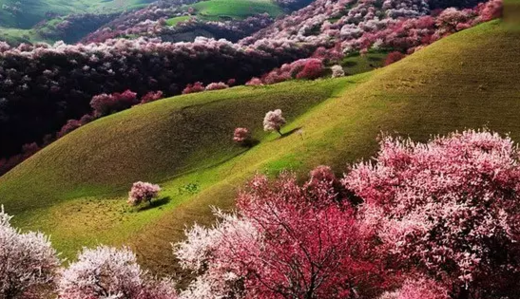 【新疆杏花花海】赛里木湖冰凌,杏花沟,果子沟杏花花海三飞高端摄影