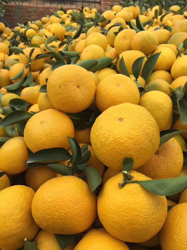 是桔来不是柚,醇甜多汁 一果三味,好吃不上火!