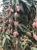 贵妃芒 皮薄！核薄！多汁！甜蜜浓烈【4斤装】 商品缩略图5