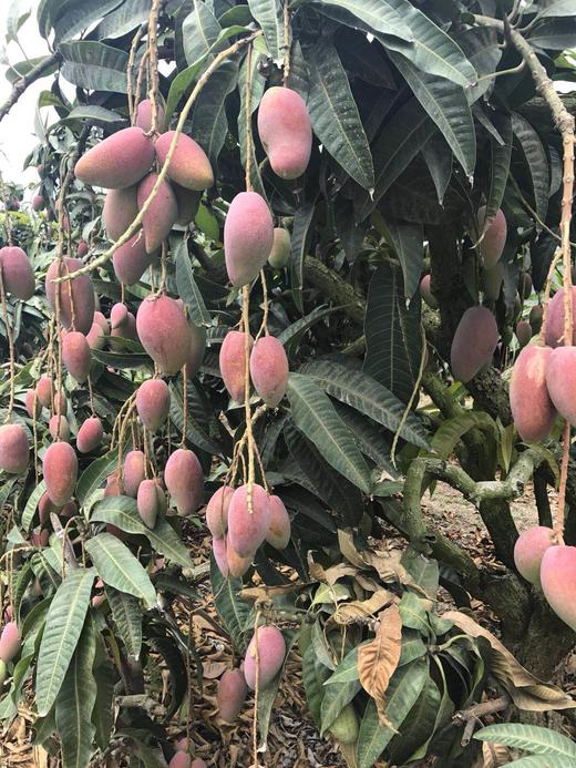 贵妃芒 皮薄！核薄！多汁！甜蜜浓烈【4斤装】 商品图5