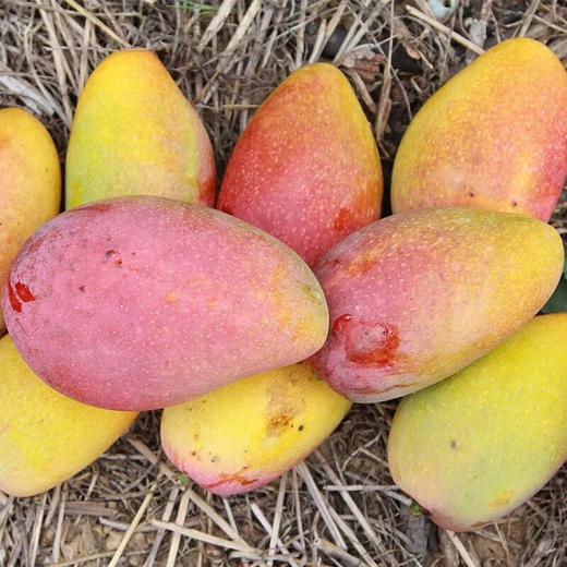 贵妃芒 皮薄！核薄！多汁！甜蜜浓烈【4斤装】 商品图4