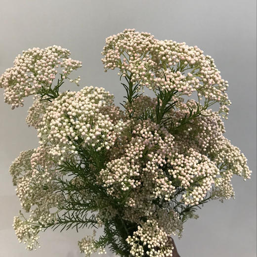 米花·白色 - 花c鲜花供应链