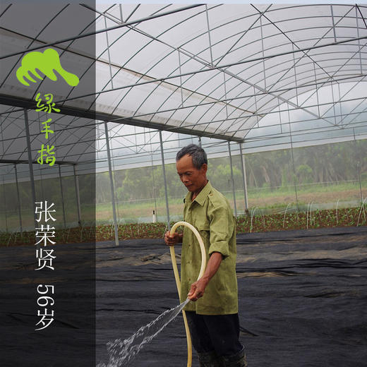 生态上海青 | 绿家自产* Eco-Chinese cabbage | Self-production 商品图1