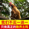 土鸡半年卡丨12只原耕正宗散养土鸡按月配送，活鸡现杀 商品缩略图2