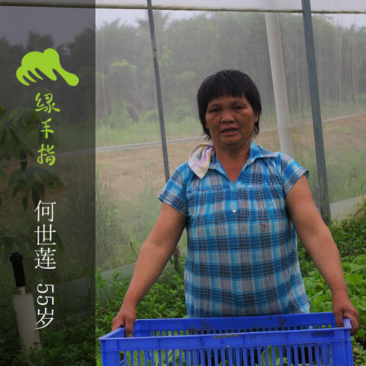 生态油麦菜 | 绿家自产*Ecological Leaf lettuce | Self-production 商品图1