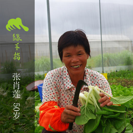 生态快菜 | 绿家自产*Ecological shortorder | Self-production 商品图2