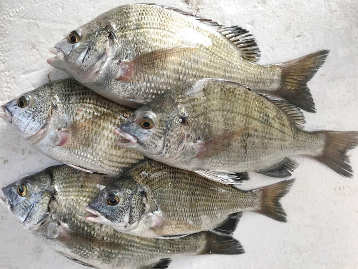 野生海鲫鱼(黑雕),福建省内满200包邮,省外补运费差价