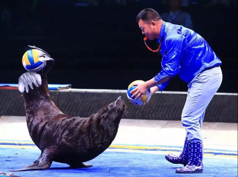 萌萌哒海狮和海豹 海狮海豹宝宝们将献上他们的多个绝活,它们会敬礼