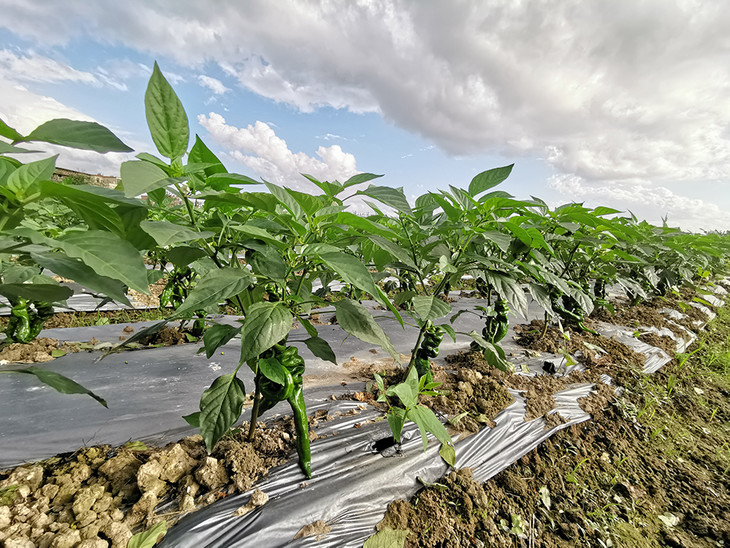 农丰合作社螺丝椒 2元/斤