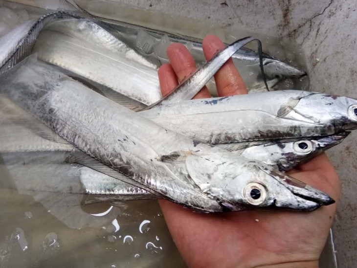 东山岛本港黑眼带鱼/大带鱼.