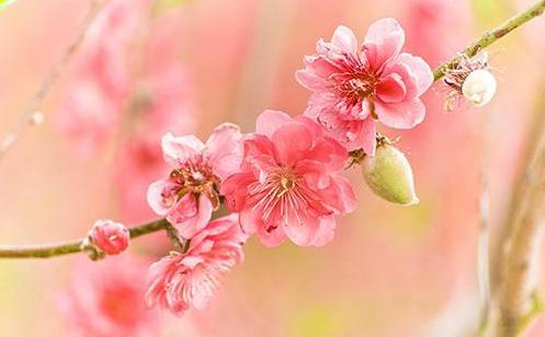 桃花——大自然的精灵 商品图0