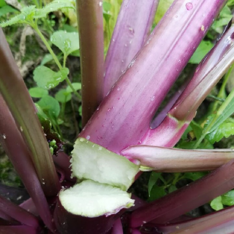 【特级专供】普宁大坝红脚芥蓝 独特香味,特别脆香 特有品种 新鲜采摘
