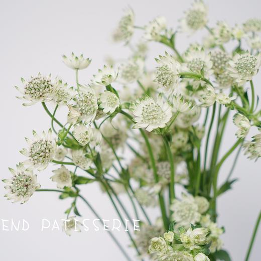 荷兰星芹-百万星 商品图0