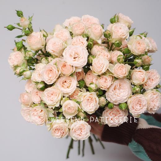 肯尼亚多头Roslin 罗斯林（4月12日到店） 商品图0