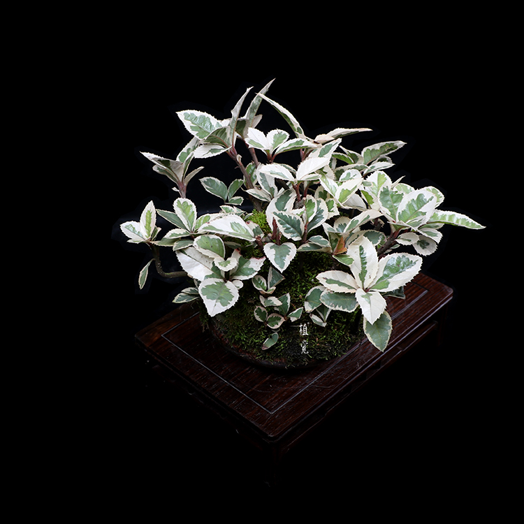 植觉【孤品】斑入紫金牛 桌面趣味盆栽斑入紫金牛