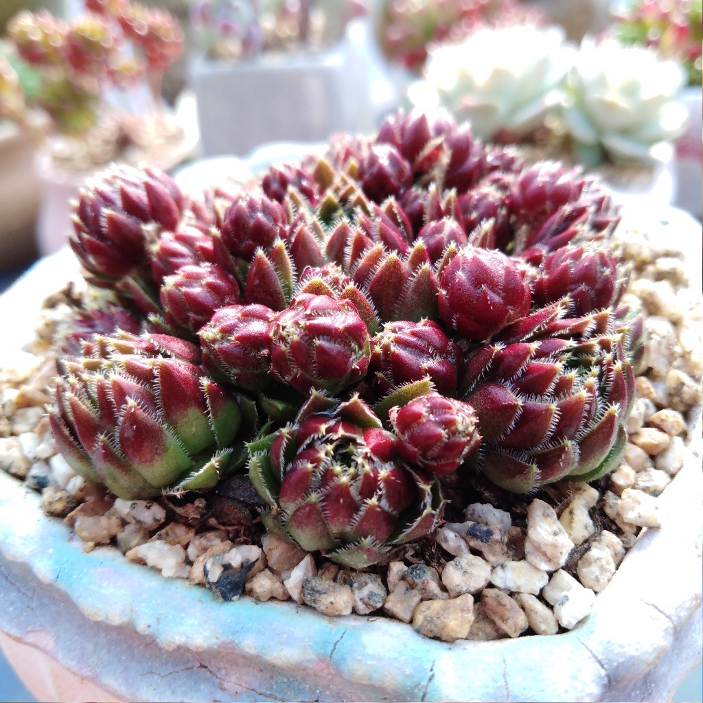 西瓜球大群,不脱土带塑料盆发货,参考花盆8厘米