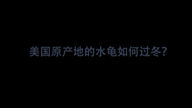 【26】美国原产地的水龟如何过冬？