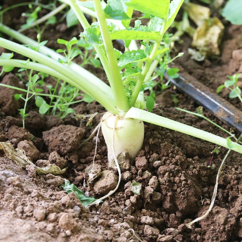 福娃小白萝卜可以吃缨子的萝卜 一点也不辣口感甜水果萝卜500g