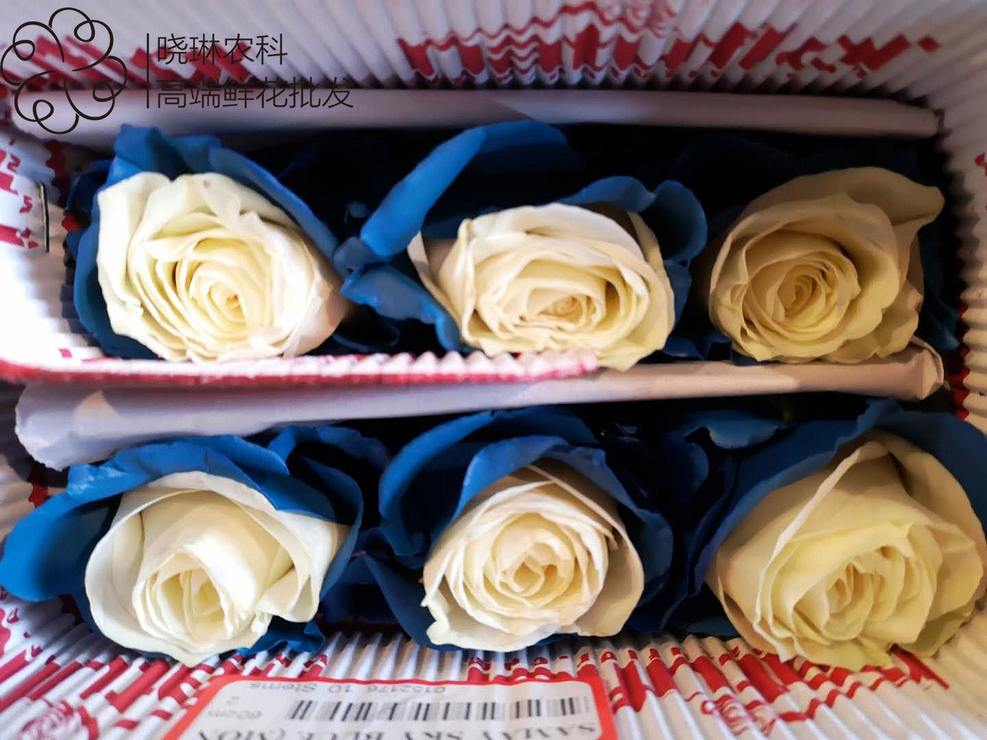 厄瓜多尔白雪公主玫瑰