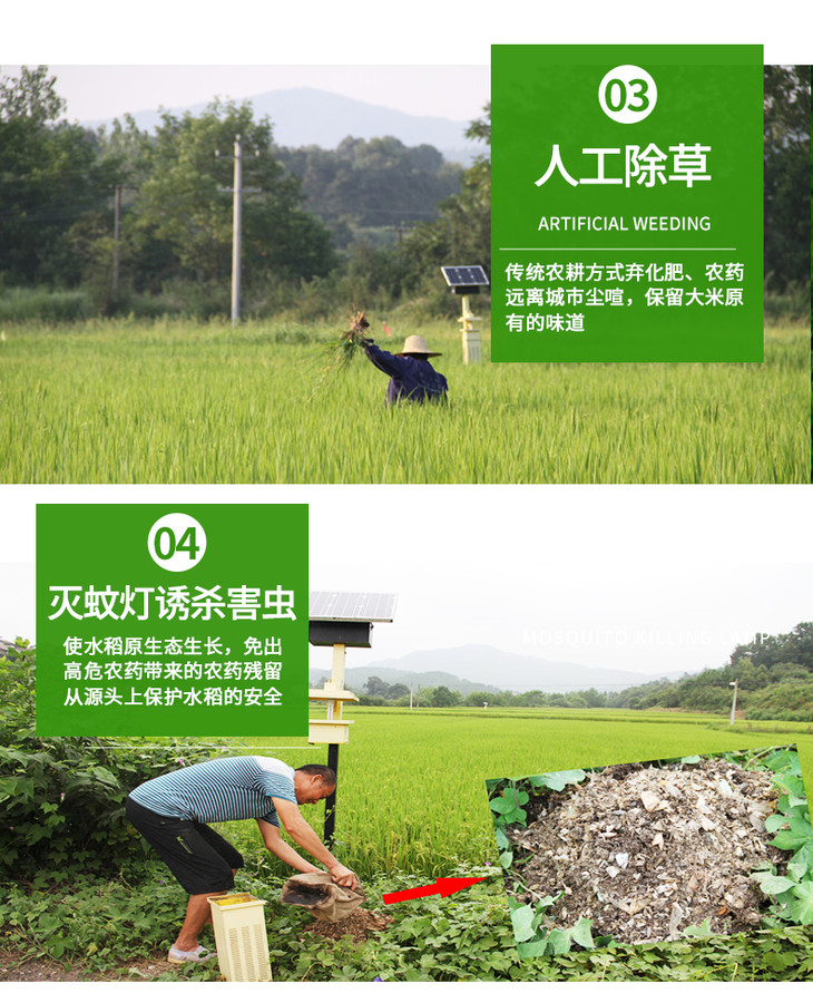 石马槽大米 香米 5kg9