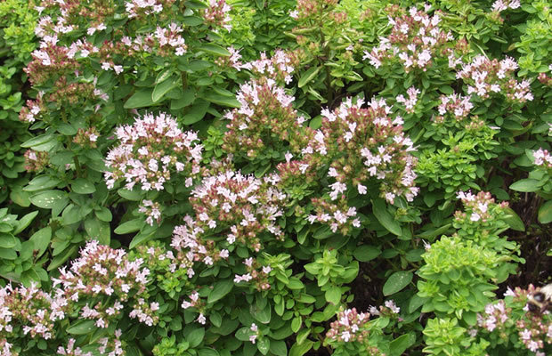 牛至精油法国普罗旺斯野马郁兰精油