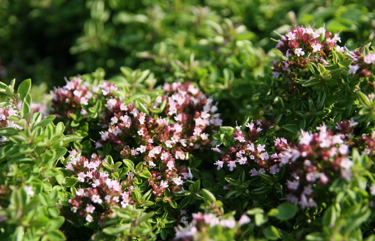 牛至精油 法国普罗旺斯 野马郁兰精油 - 小香真精油旗舰店