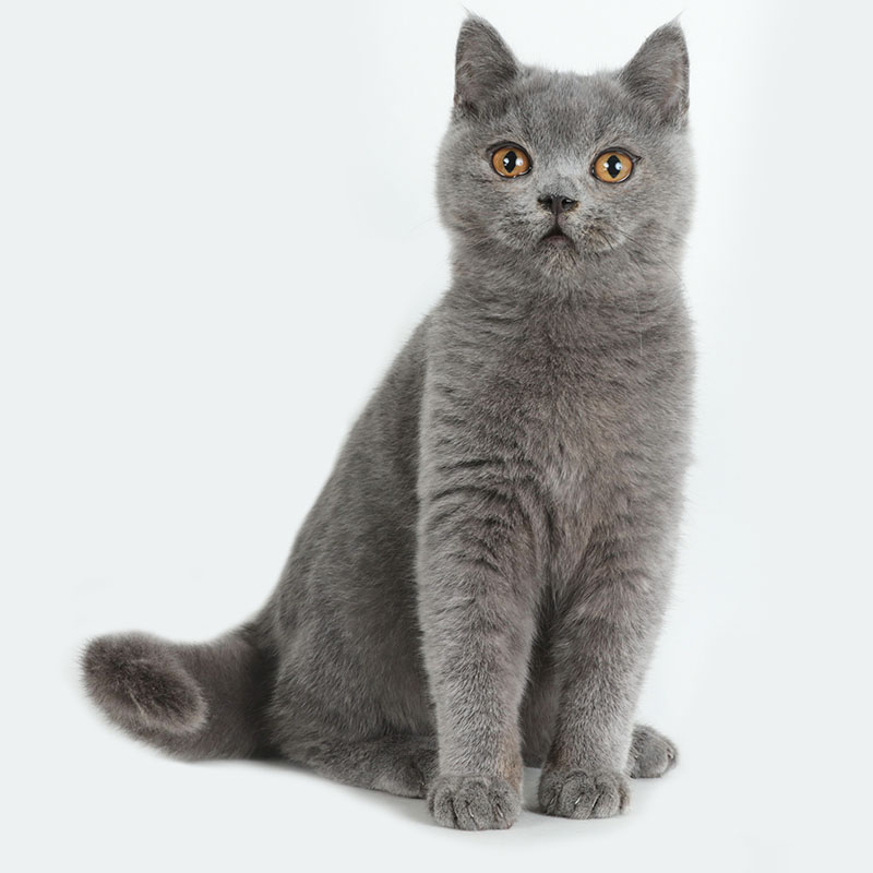 英国短毛猫公猫