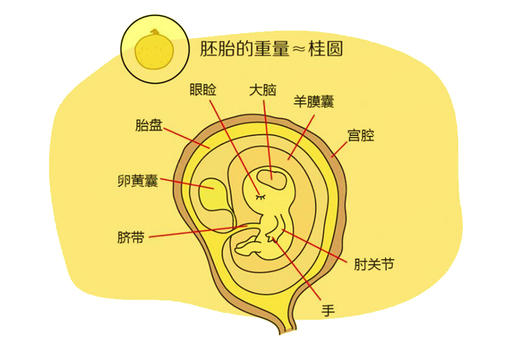 孕8周胎儿发育 商品图0