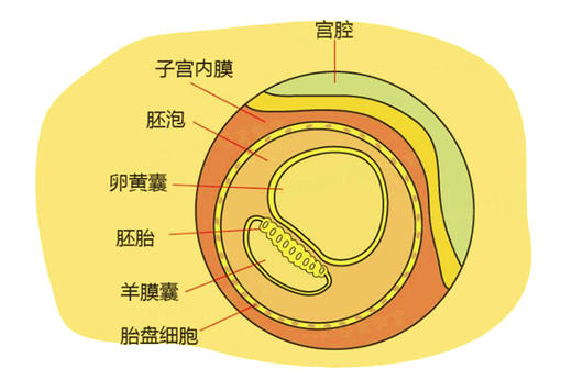 孕2周胎儿发育 商品图0