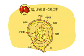 孕10周胎儿发育