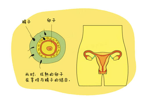 孕1周胎儿发育 商品图0