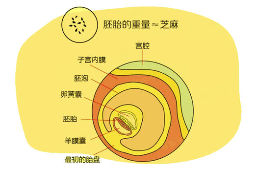 孕4周胎儿发育 商品图0
