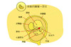 孕7周胎儿发育 商品缩略图0