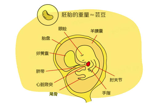 孕7周胎儿发育 商品图0