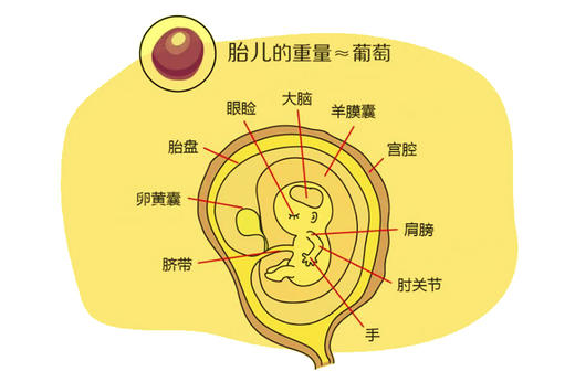 孕9周胎儿发育 商品图0