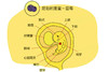 孕6周胎儿发育 商品缩略图0
