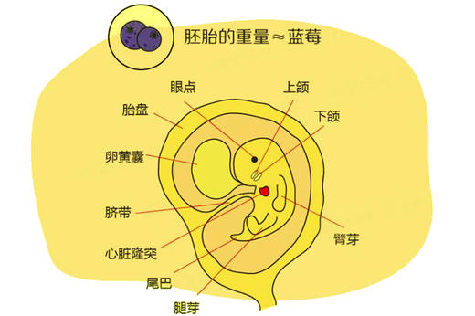 孕6周胎儿发育 商品图0