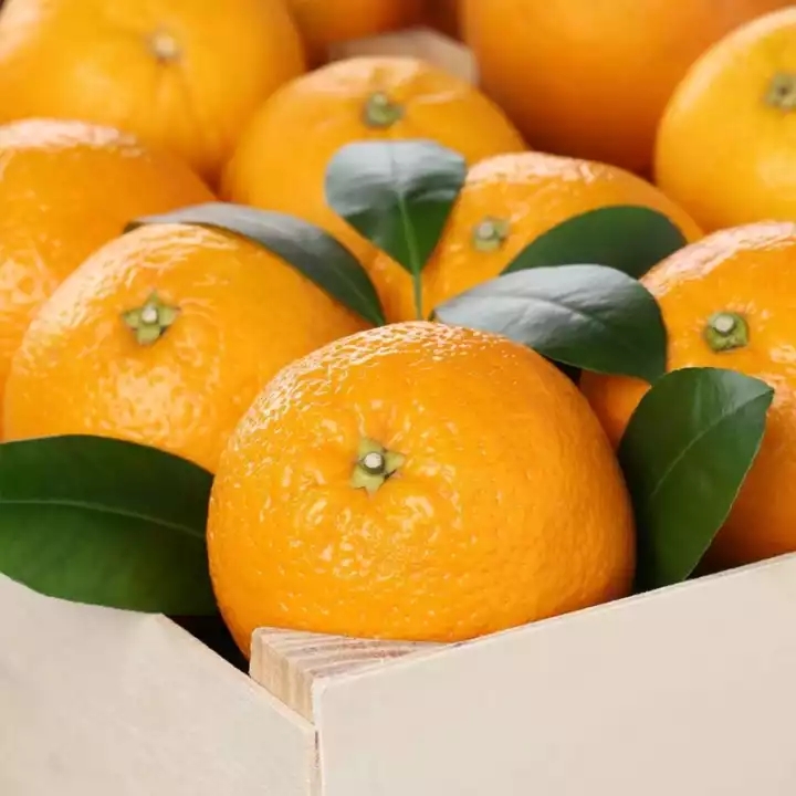 南非金巴利橙 黄肉甜橙 橙子